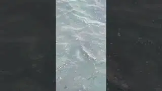 Eagle ray, Isabela, Galapagos, Ecuador | #animalshorts #eagleray #galapagos