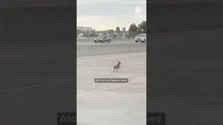Chihuahua rescued after running &lsquo;for miles&rsquo; along San Diego freeway