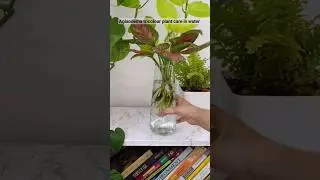 Aglaonema tricolour is growing well in water #plants #aglaonema #shorts #gardening #plantcare