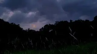 Soothing Evening Sounds for Deep Sleep | Meadow Crickets & Gentle Wind