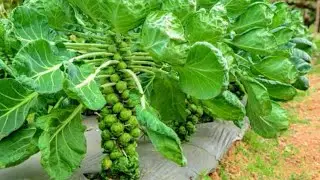 Cabbage processing Factory, Harvest Brussel Sprout Cultivation Technology, Awesome Tiny Cabbage Farm