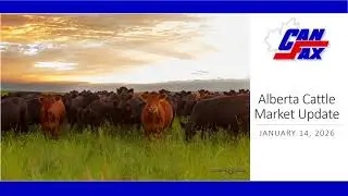Alberta Cattle Market: One packer is still off the butcher cow market | 2026.1.14