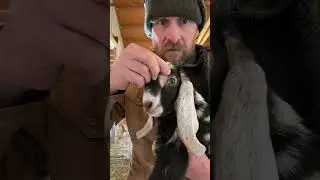 Eye problems with baby goats.