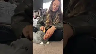 How to Groom Your Rabbit | Bunny Grooming Techniques | How to Brush Your Rabbit Safety | Pet Care