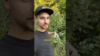 Can I eat this wild mint? 🍵