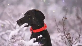 Happy Dog Music 🎵 Relaxing & Fun Tunes for Dogs &ndash; Keep Your Pup Happy and Calm!