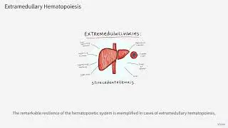 Hematopoietic stem cells: definition, properties,functions and importance 