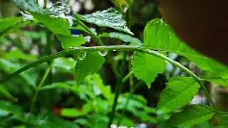 Super slowmotion rain drops