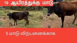 5  மாடு விற்பனைக்காக  19 ஆயிரத்துக்கு மாடு
