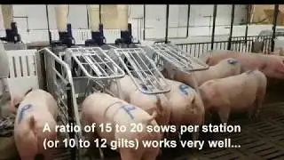 Group Housing in Gestation for Sows