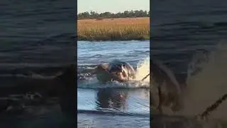 hipop&oacute;tamo ataca a un le&oacute;n en defensa de su territorio