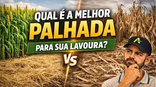 QUAL É A MELHOR PALHADA ? #32