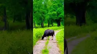 Indian bison#short