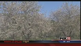 Door County cherries