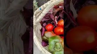 #gardening #garden #harvesting #harvest #vegetables #vegetablegarden #relatable #shorts #youtube