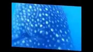 Whale Shark - In Shark we trust!