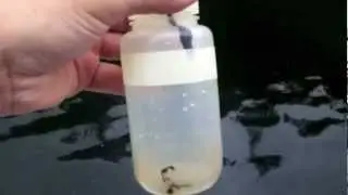 Tar Ball Sample From Great Bear Rainforest Oil Spill