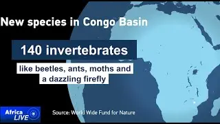 Over 700 new plant, insect, and animal species discovered in the Congo Forest