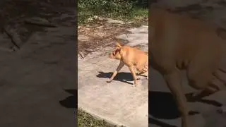 This Dog Has No Neck! #shorts