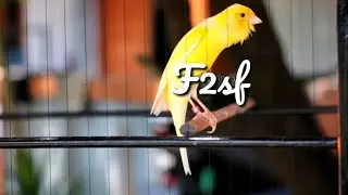 Kenari F2sf gacor mewah ‼️