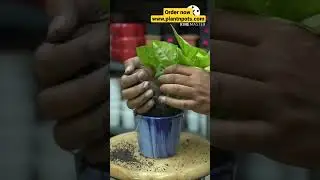 ceramic pot huge discount #youtubeshorts #plants #pot #ceramic #urbangardening #homedecor #youtube