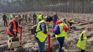 Akcja Sadzimy Sosny &ndash; Xella Polska / Let&rsquo;s Plant Pines Campaign &ndash; Xella Polska