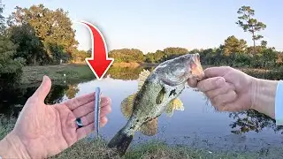 Час мощной рыбалки на городском пруду Ned Rig Bass Fishing!
