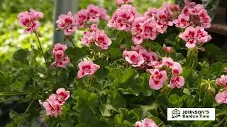 Premium Annual Plants & Flowers