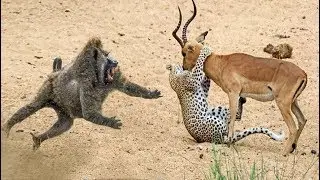 Amazing Animal Saves Another Animal Compilations ⎟Animal Heroes 2018 Part 1