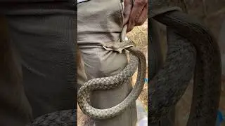 A hardbite of water snake later it was released back without any harm #shorts