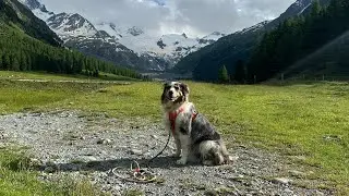 Nature Walk in Switzerland | Relaxing Dog Walk by Scenic Rivers (Day 3) 🏔️🐶