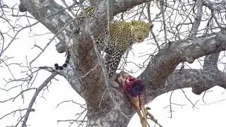 Ranger insights | Arboreal Animals