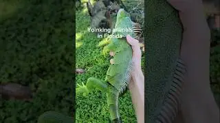 Catching every animal I can find in Florida.