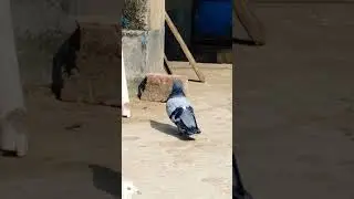 #pigeon #kabootar #kabutar #birds #kabootarba #veral #trending #shorts #whatsapp_status #viruls