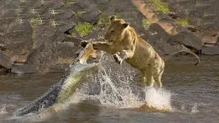 When Lions Face The Alpha Crocodile