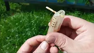 Salvando reina de invernada