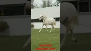 Andalusian horse