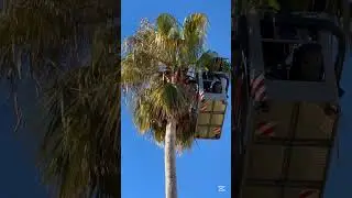 Potatura palma Washingtonia con cestello elevatore.#gardening