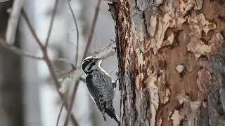 Up Close with the Persistent Pecking of a Woodpecker