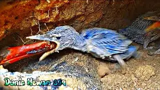 Anak Tengkek Sakit Perut Hingga Diare Sarang Penuh T4i - Baby Kingfisher Sick Diarea 