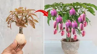 LATEST SUPER TECHNIQUE for super simple mango propagation using chicken eggs
