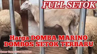 Harga DOMBA MARINO DOMBOS SETOK TERBARU