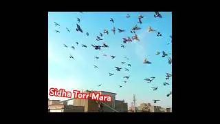 Torr mardia #bird #pigeon #viral #kabootar