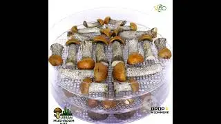 Ideal Environmental Conditions for Mushroom #temperature #humidity #light #air #exchange #ytshorts