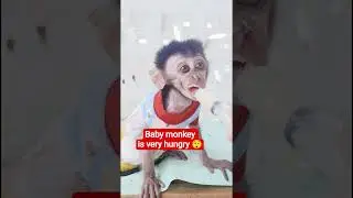 Baby monkey is very hungry #monkey #babymonkey #animals #shortsvideo #short
