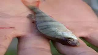 Золотая щука