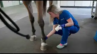 Kate Corley: Certified Veterinary Technician