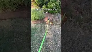 Tips for Dog Parents