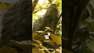 Poop once a week | Sloth #shorts