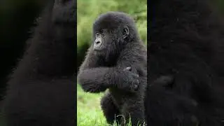 CURIOUS BABY GORILLA